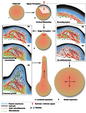 A simple schematic model depicts the general sequence of events during plant cell morphogenesis