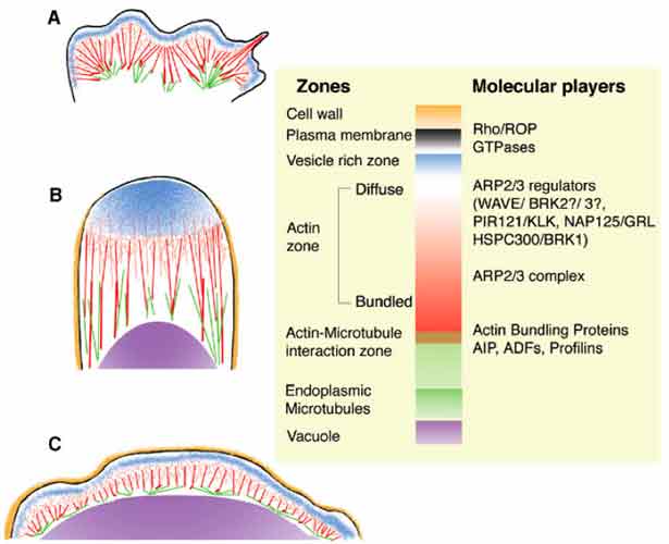 Diagramatic representation of intracellular and molecular features that appear to be common between Animal & Plant cells